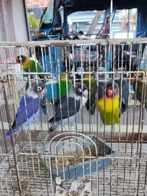 African Love Birds