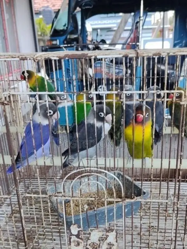 African Love Birds