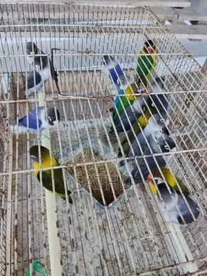 African Love Birds