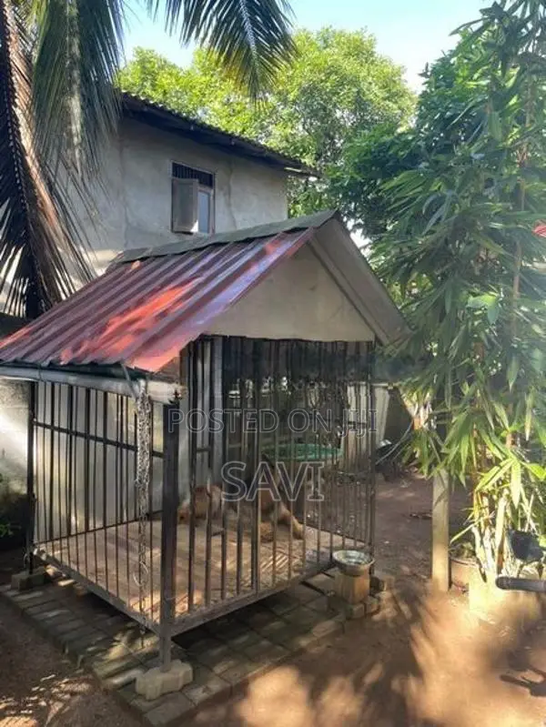 Dog Cage