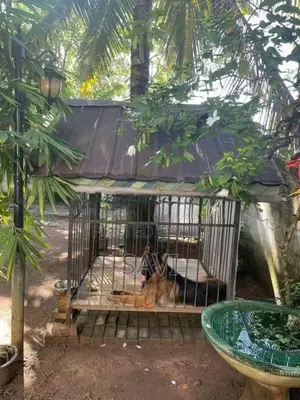 Dog Cage