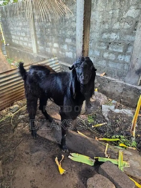 Male Goat
