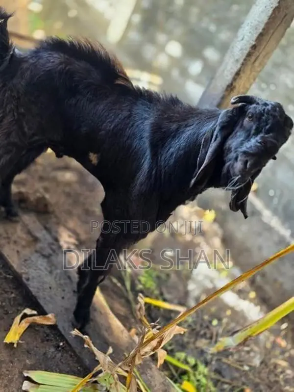 Male Goat