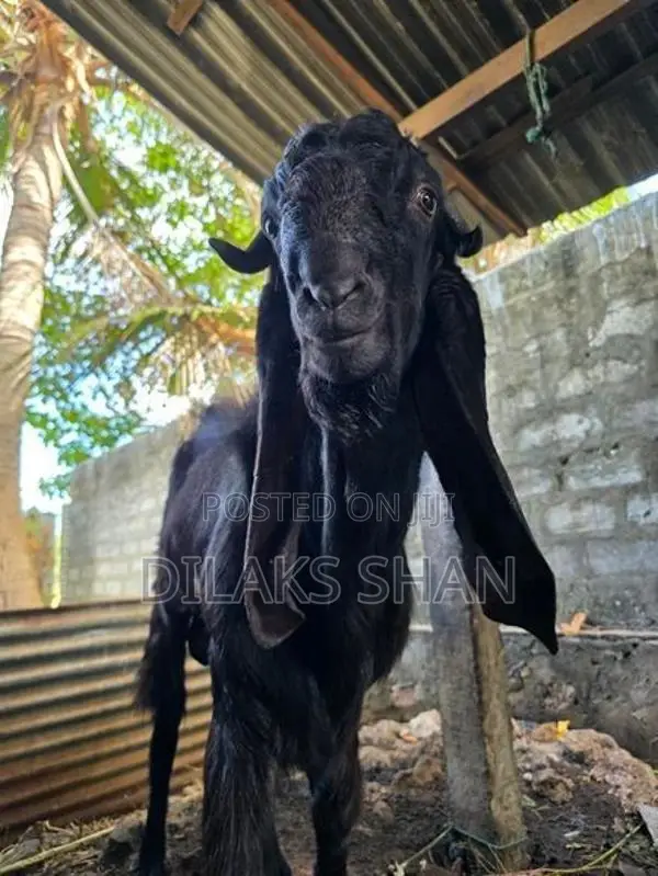 Male Goat