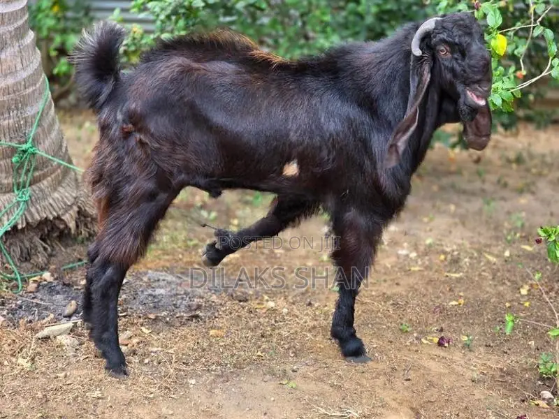 Male Goat