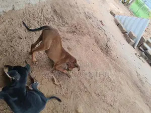 Pitbull Cross