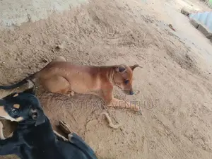 Pitbull Cross