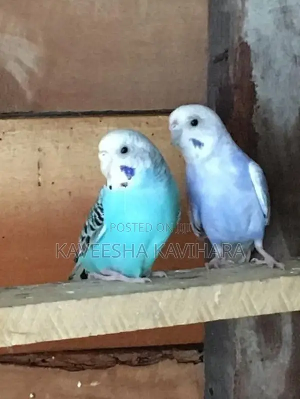 Love Birds