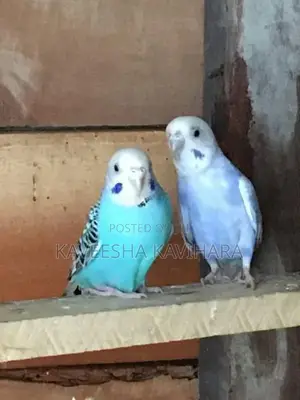 Love Birds