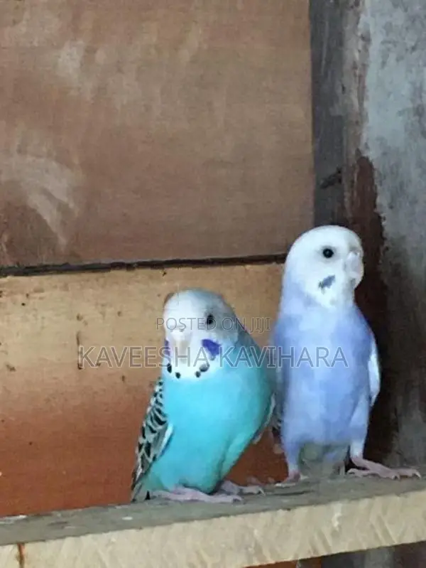 Love Birds