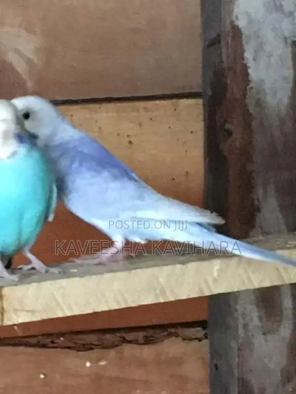 Love Birds