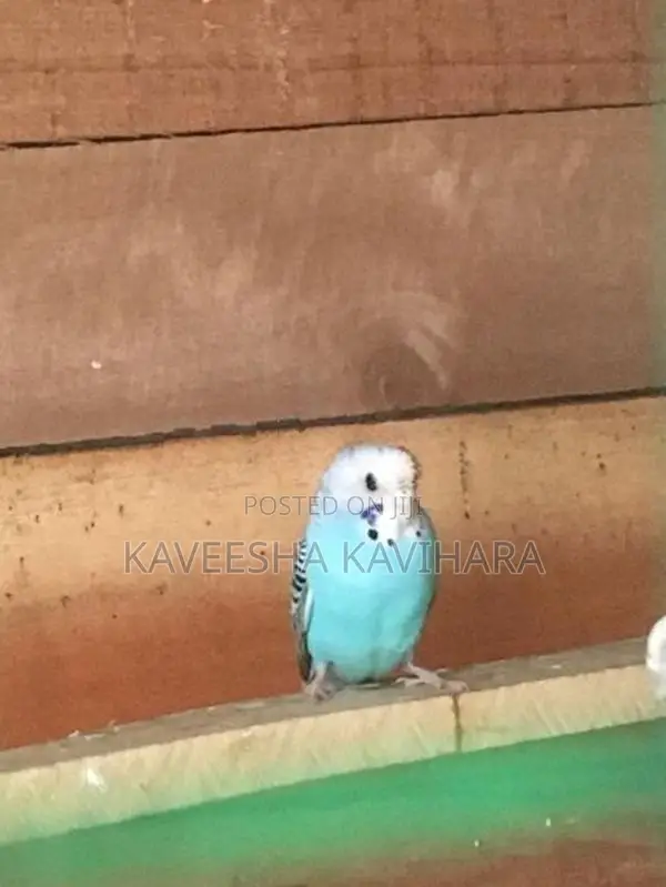Love Birds