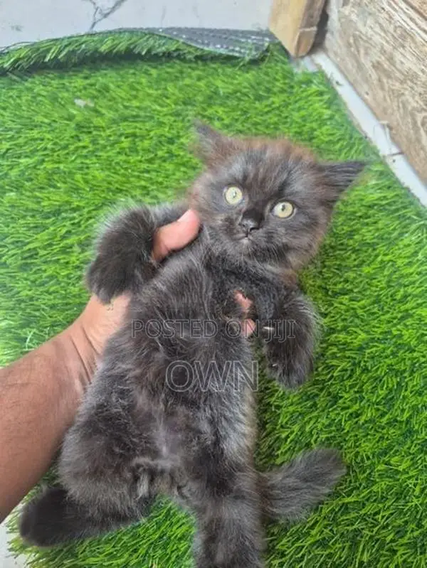Persian Kitten
