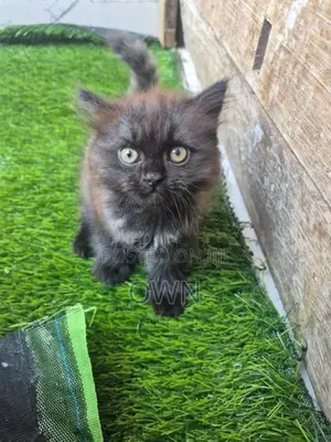 Persian Kitten
