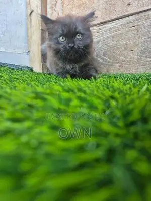 Persian Kitten