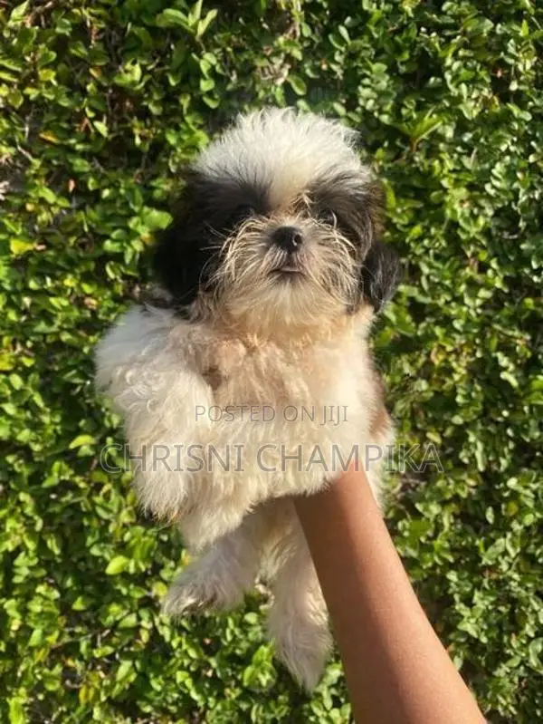 Shih Tzu Puppy