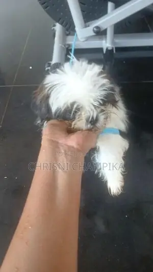 Shih Tzu Puppy