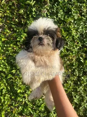 Shih Tzu Puppy