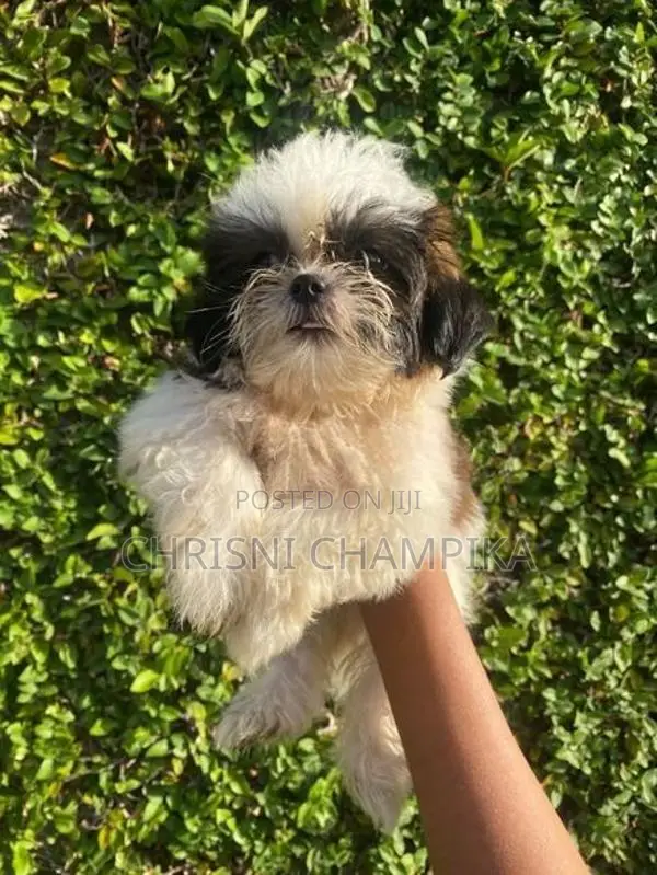 Shih Tzu Puppy