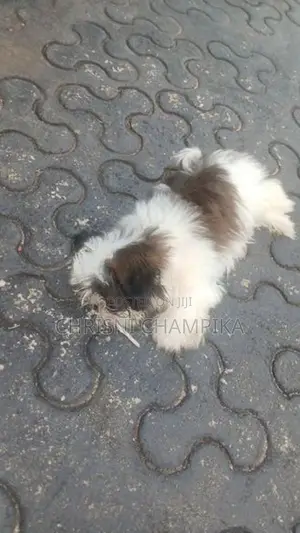 Shih Tzu Puppy