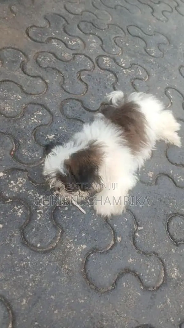 Shih Tzu Puppy