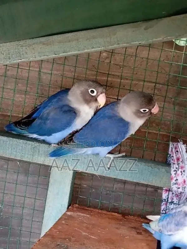 Love Birds (African)