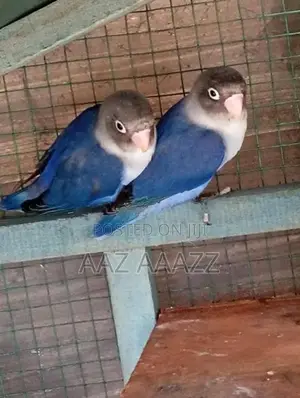 Love Birds (African)