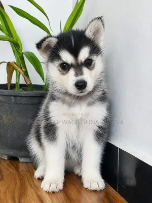 Husky Puppies