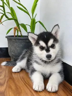 Husky Puppies