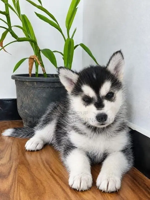Husky Puppies