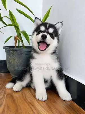 Husky Puppies
