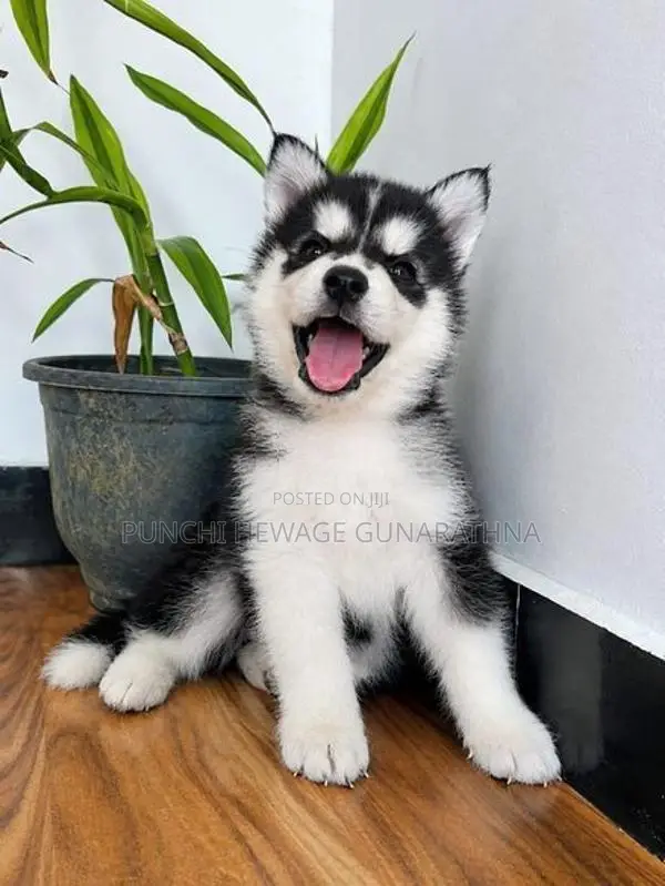 Husky Puppies