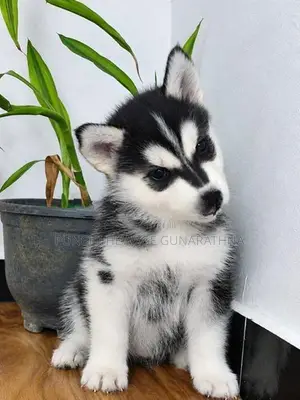 Husky Puppies