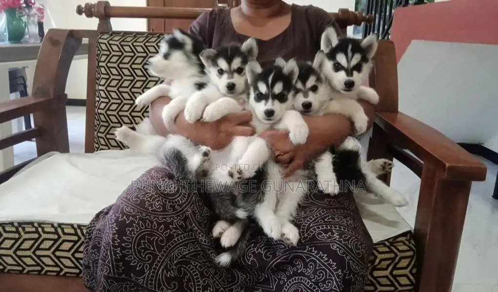 Husky Puppies