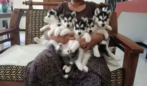 Husky Puppies