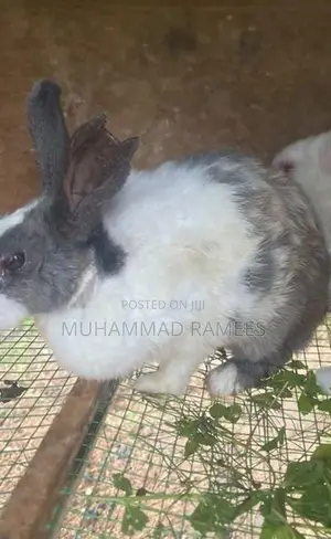 Female With Male Rabbit