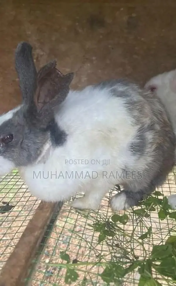 Female With Male Rabbit