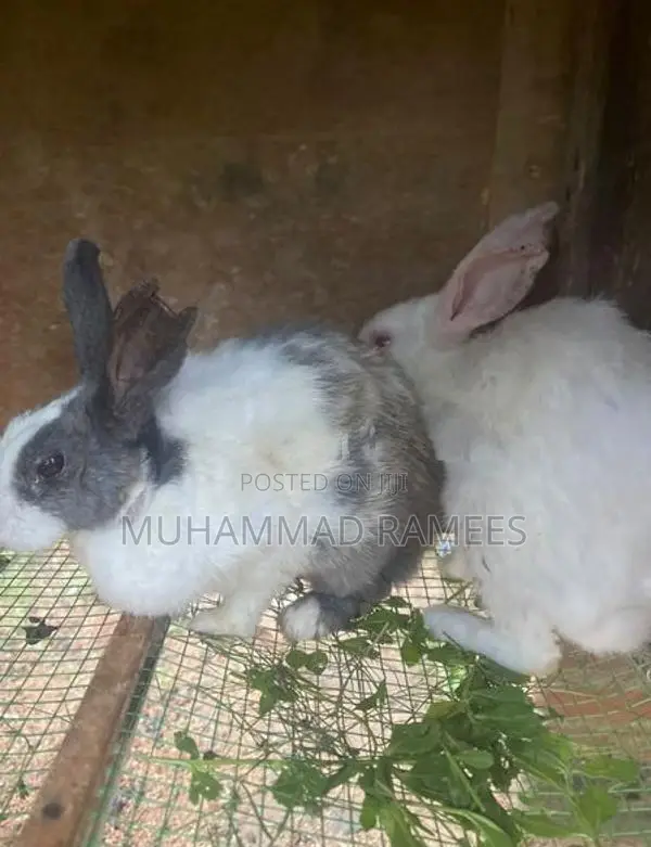 Female With Male Rabbit