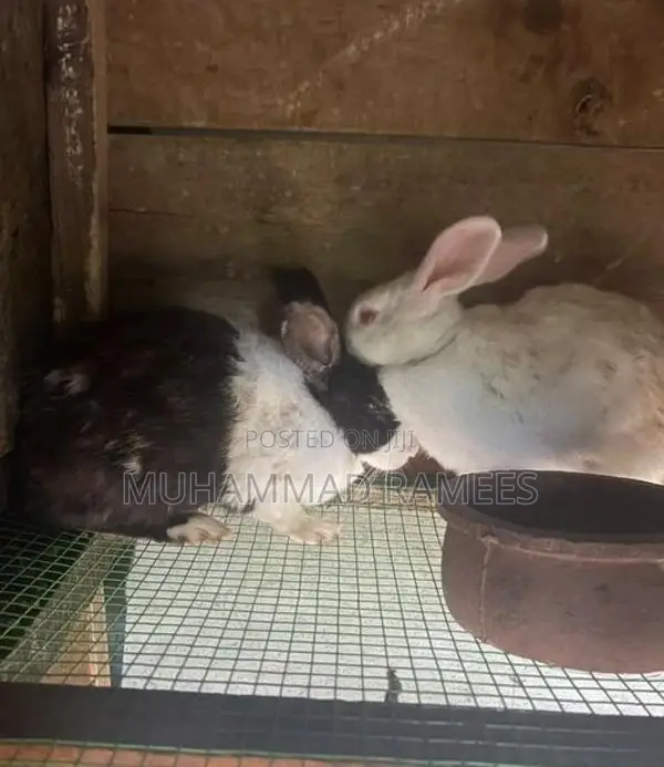 Female With Male Rabbit