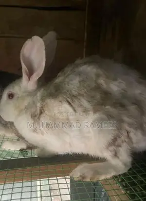 Female With Male Rabbit