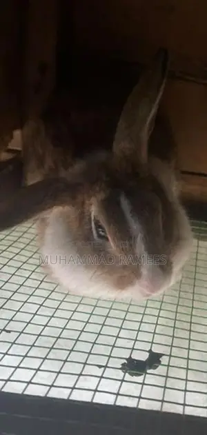 Female With Male Rabbit