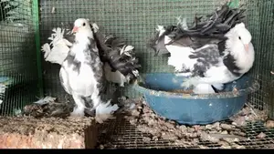 Fantail Breading Pairs
