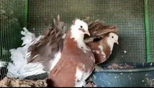 Fantail Breading Pairs