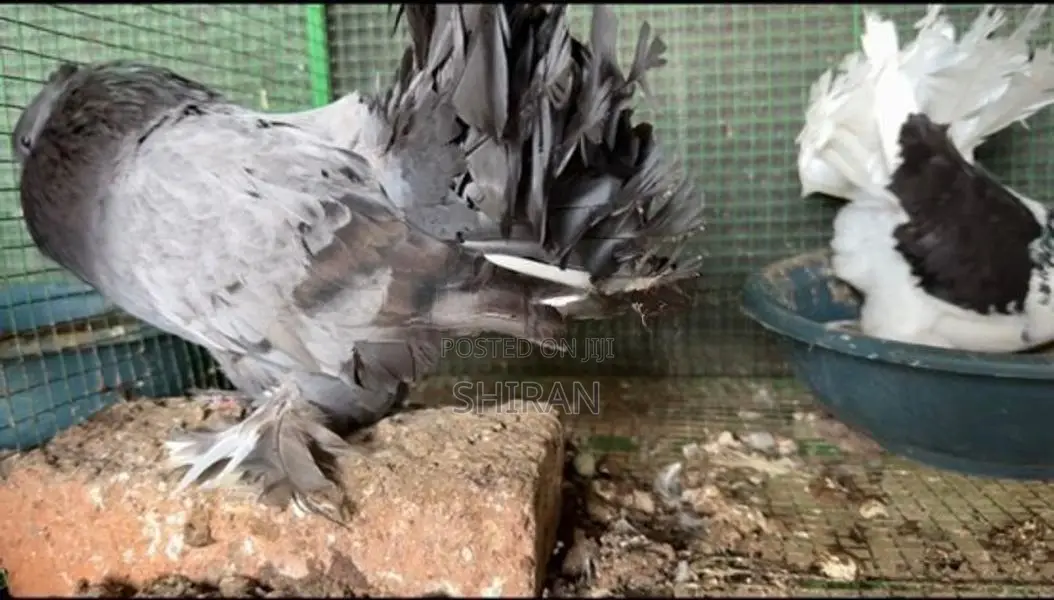 Fantail Breading Pairs
