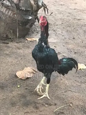 Velladiyan Hen