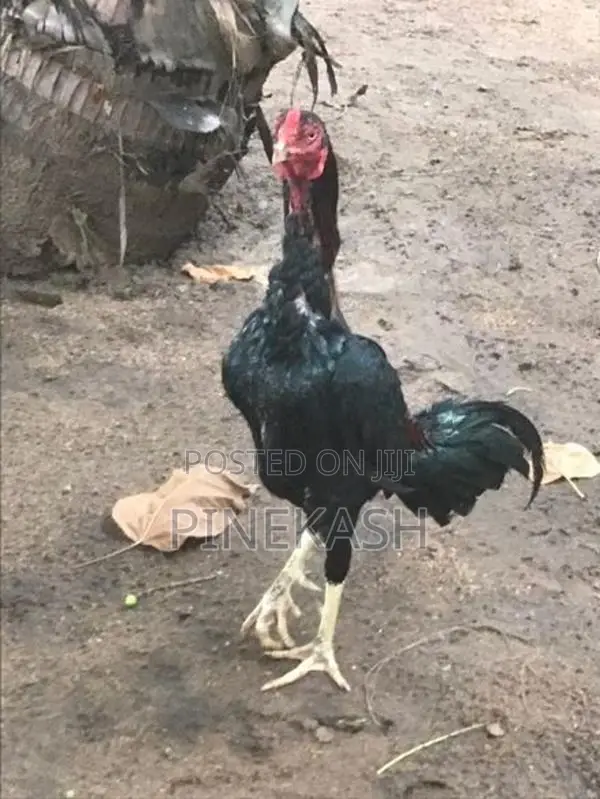 Velladiyan Hen
