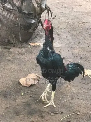 Velladiyan Hen