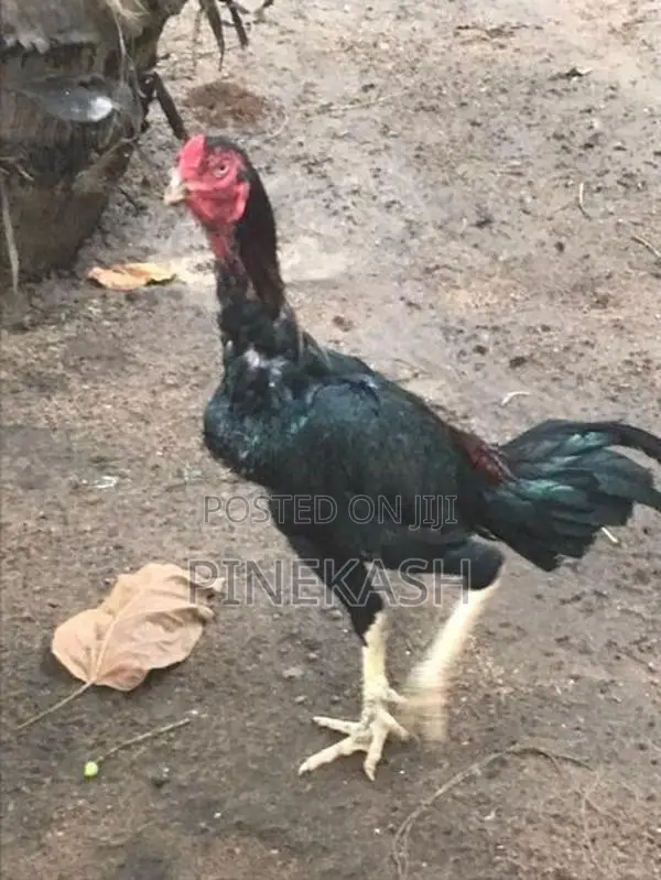 Velladiyan Hen