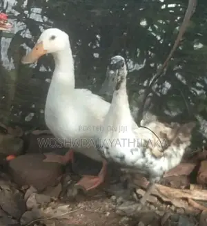 ගොවිපල සතුන්