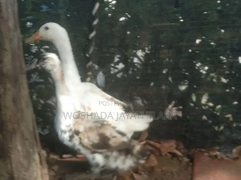 ගොවිපල සතුන්